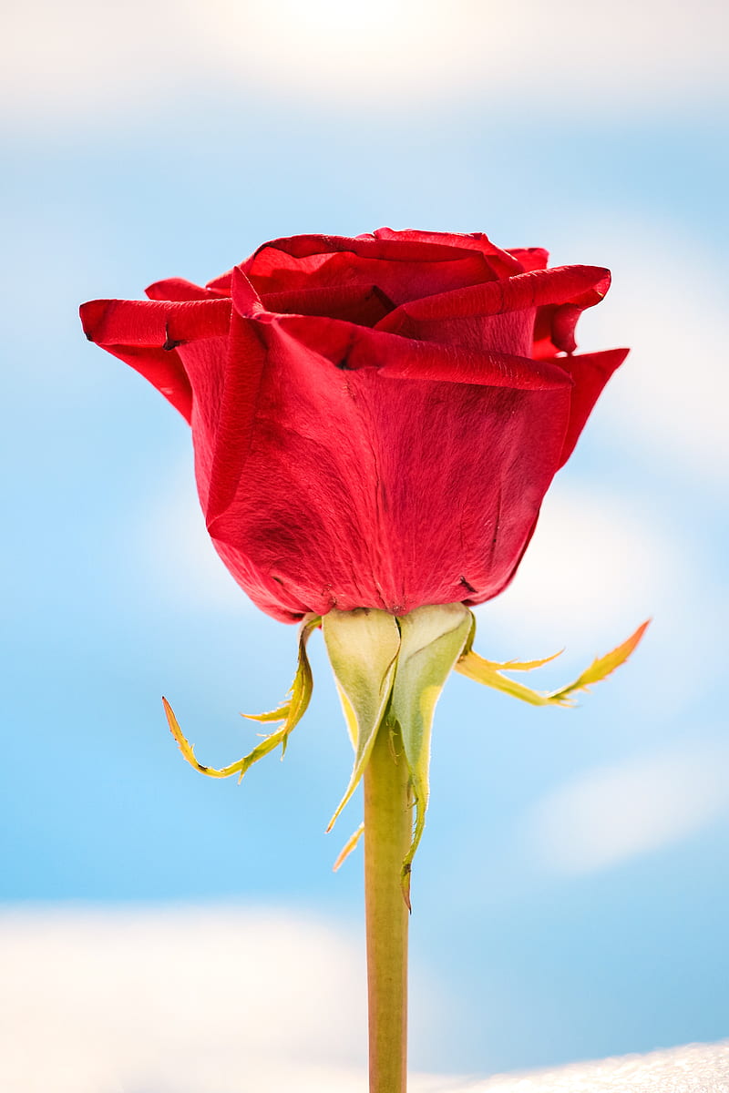 rose, red, flower, closeup, macro, HD phone wallpaper