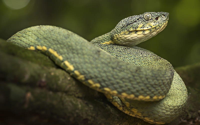 green snake, reptile, dangerous animals, snakes, wildlife, Squamata, Serpentes, HD wallpaper