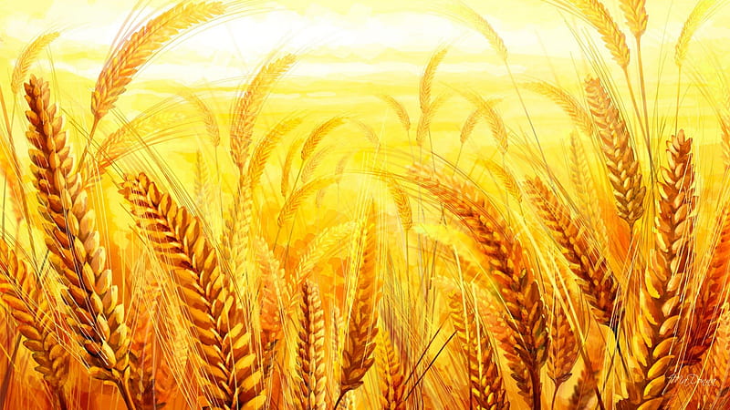 Golden Grain, fall, autumn, harvest, grain, grass, wheat, bread, yellow, farm, gold, summer, sunshine, oats, HD wallpaper