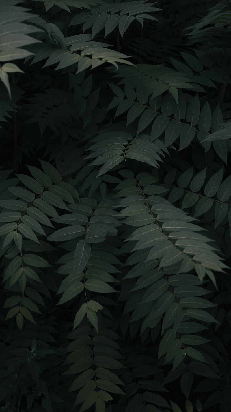 plant, leaves, branches, green, dark, HD phone wallpaper