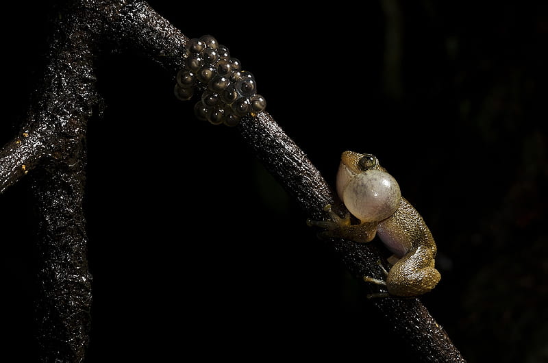 Father calling, Female lays eggs, Night frog, Western Ghats of India, Males fertilize eggs, Males call for females, HD wallpaper