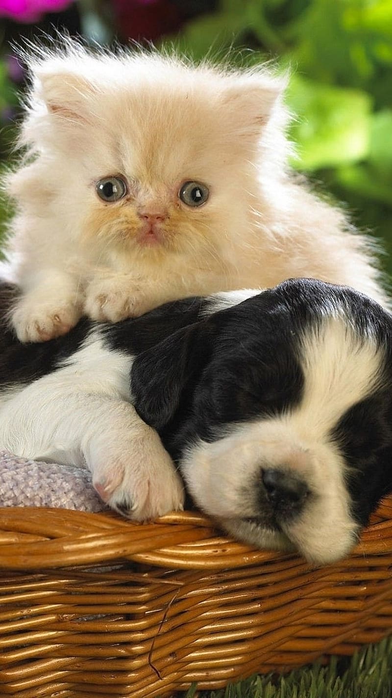 Cute Dog And Cat In The Basket, cute dog and cat, basket, puppy ...