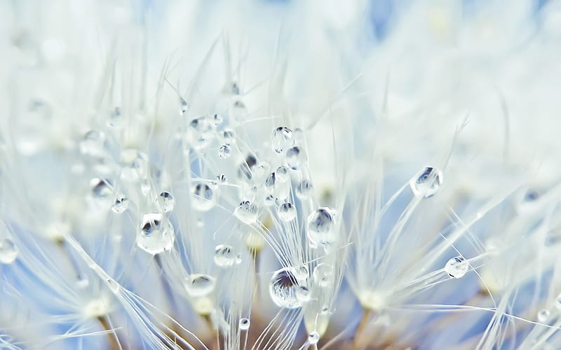dandelions, droplets, water drops, morning dew, macro, graphy, Nature, HD wallpaper