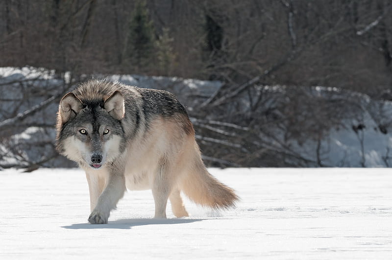 Wild Wolf , wolf, animals, HD wallpaper