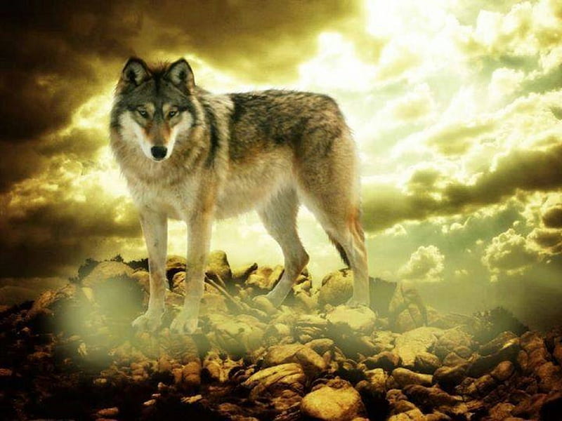 PAINTED WOLF, Sky, painting, Painted, nature, Wolf, animals, Wolves, HD ...