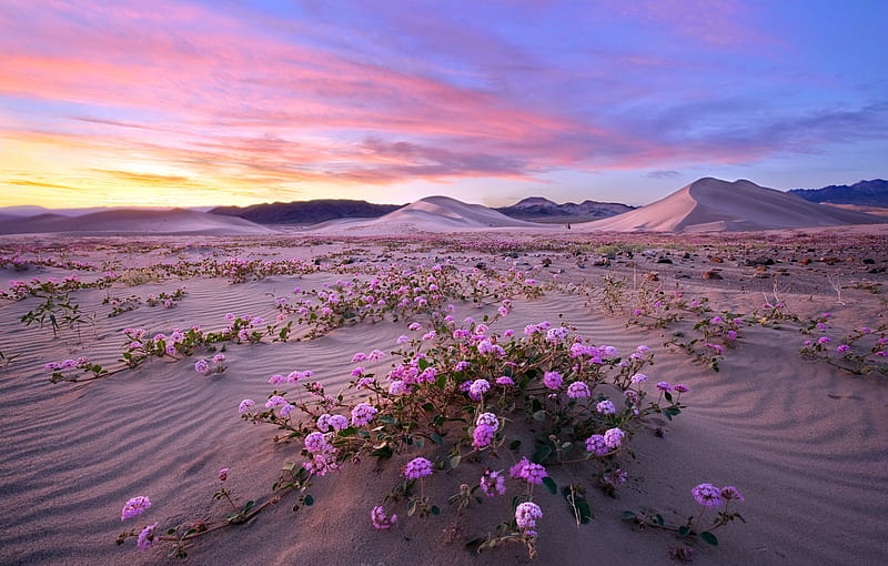 Desert blooming, Death valley, Flowers, Sky, Nature, Desert, HD wallpaper