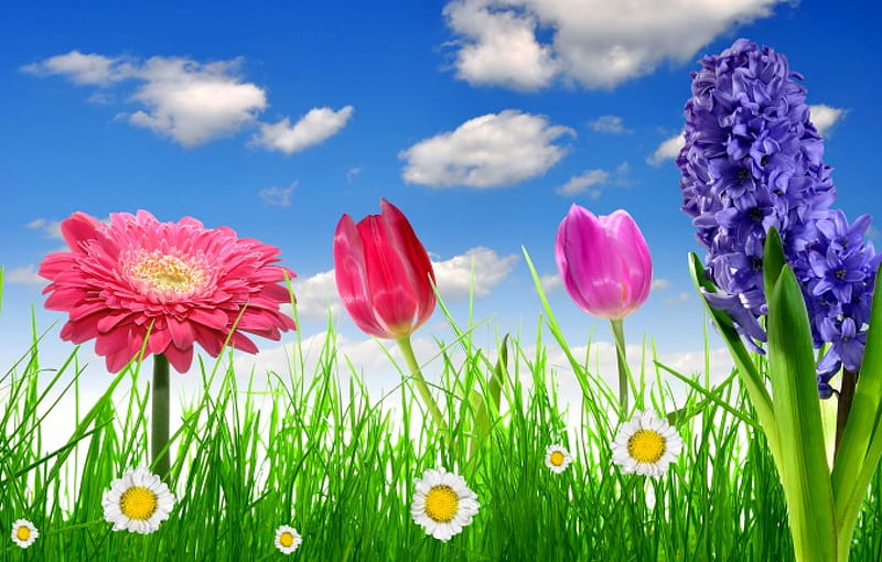 Bright Flowers, colorful, grass, spring, camomile, sky, bright, gerbera, flowers, tulips, daisy, meadow, HD wallpaper