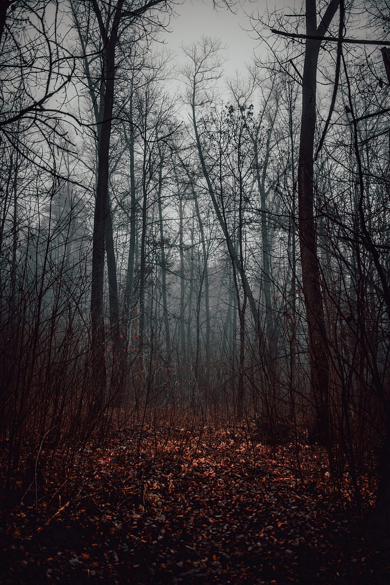 forest, fog, trees, autumn, nature, HD phone wallpaper