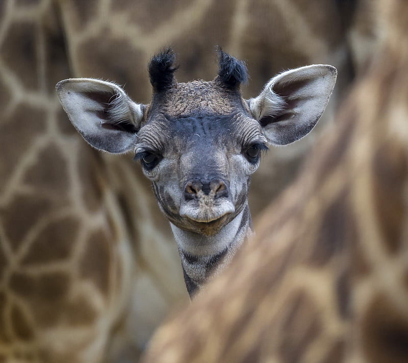 Baby Giraffe, animal, baby, giraffe, nature, wild, young, zoo, HD wallpaper