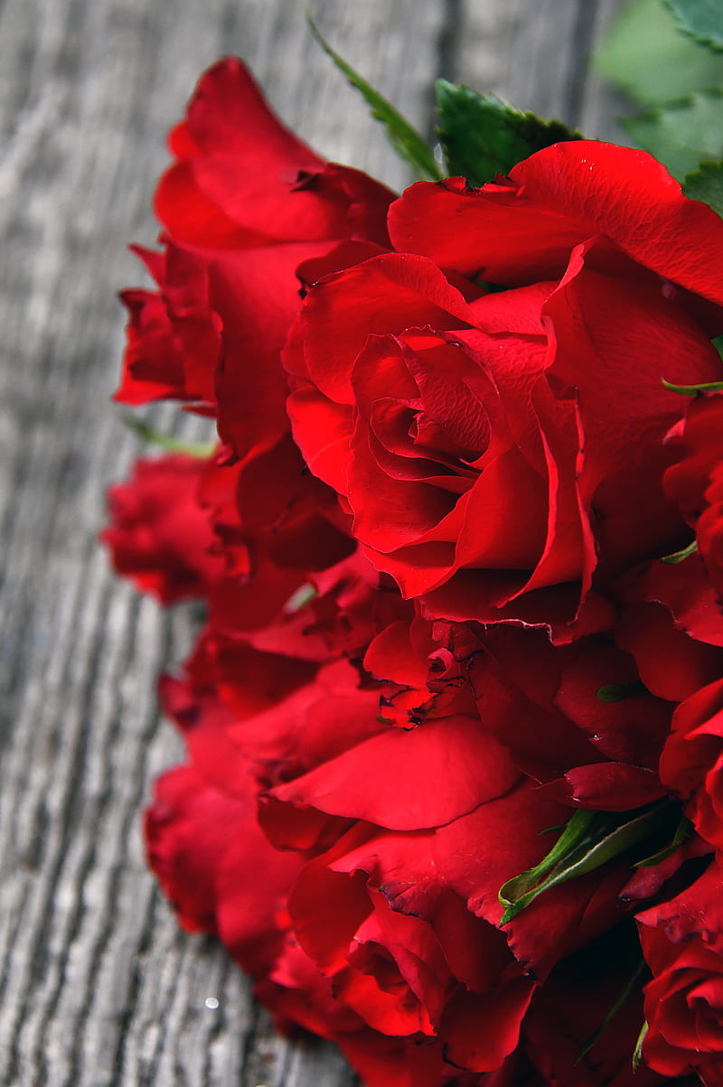 roses, red, bouquet, buds, petals, closeup, HD phone wallpaper