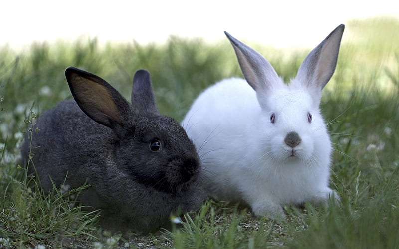 gray rabbit, cute animals, white rabbit, green grass, farm, HD wallpaper