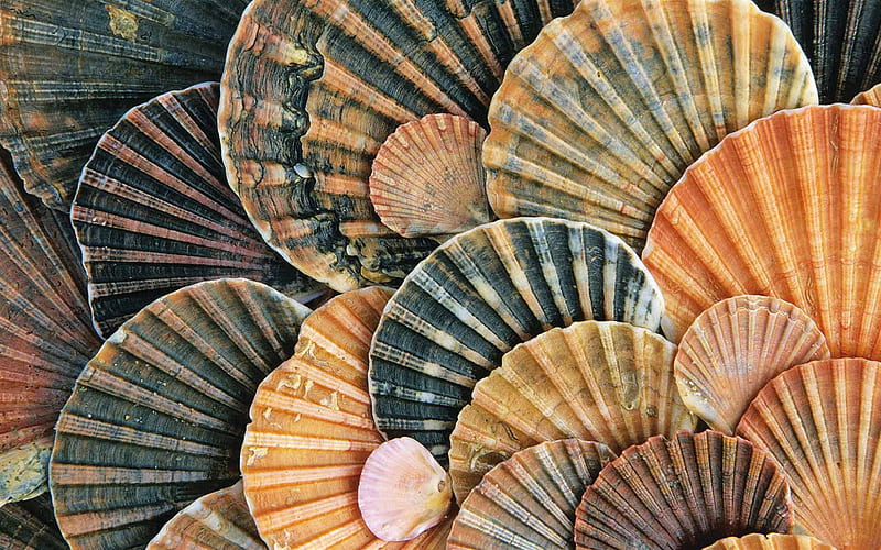 seashells texture, blue seashells, orange seashells, shells texture, background with shells, HD wallpaper