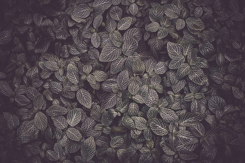 leaves, veins, plant, texture, HD wallpaper
