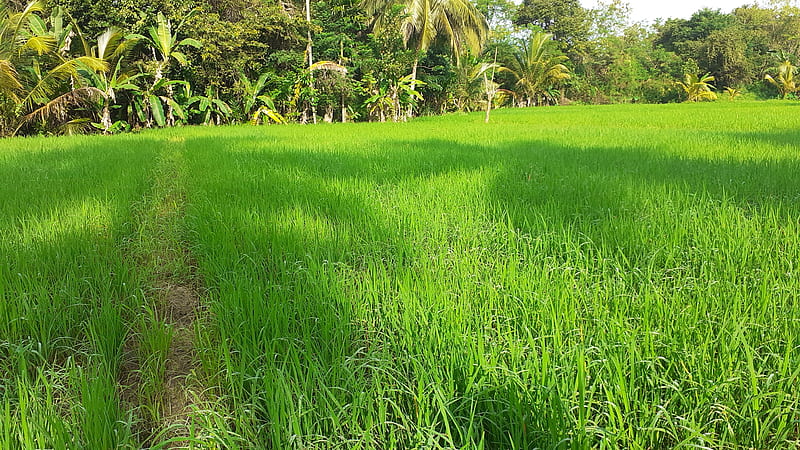 Paddy field, asian paddy field, flower, grass, landscape, sunshine, HD wallpaper
