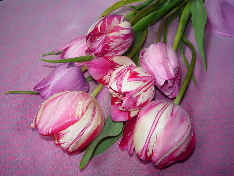 Bouquet of pink tulips, pretty, lovely, bonito, gift, still life, nice, bouquet, flowers, tulips, pink, HD wallpaper
