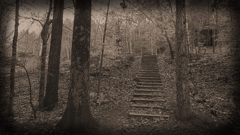 Where the Path May Lead, forest, sepia, woods, black and white, path, stairway, hop, trees, HD wallpaper