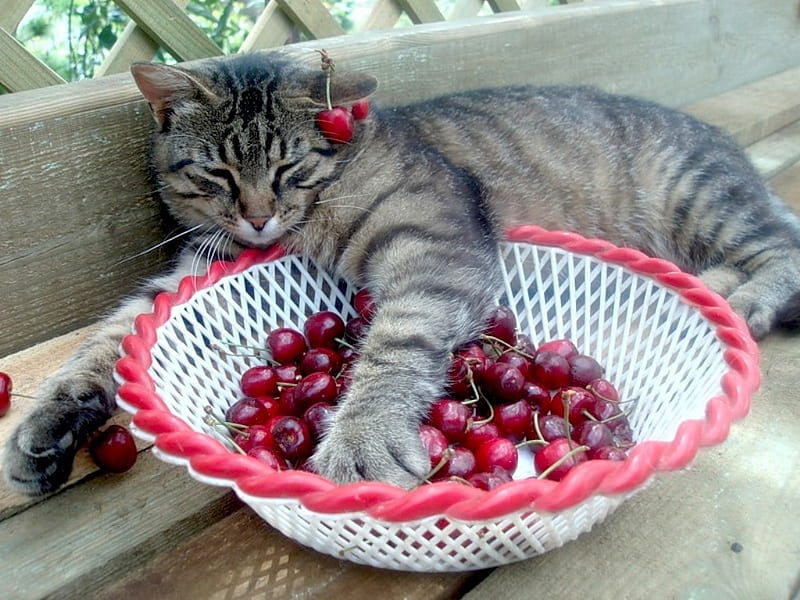 All mine!, fruit, red, paw, funny, cat, cherry, bowl, pisica, HD wallpaper