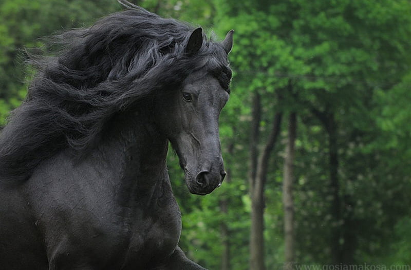 Potential Beauty, dutch, friesian, black, holland, horses, HD wallpaper