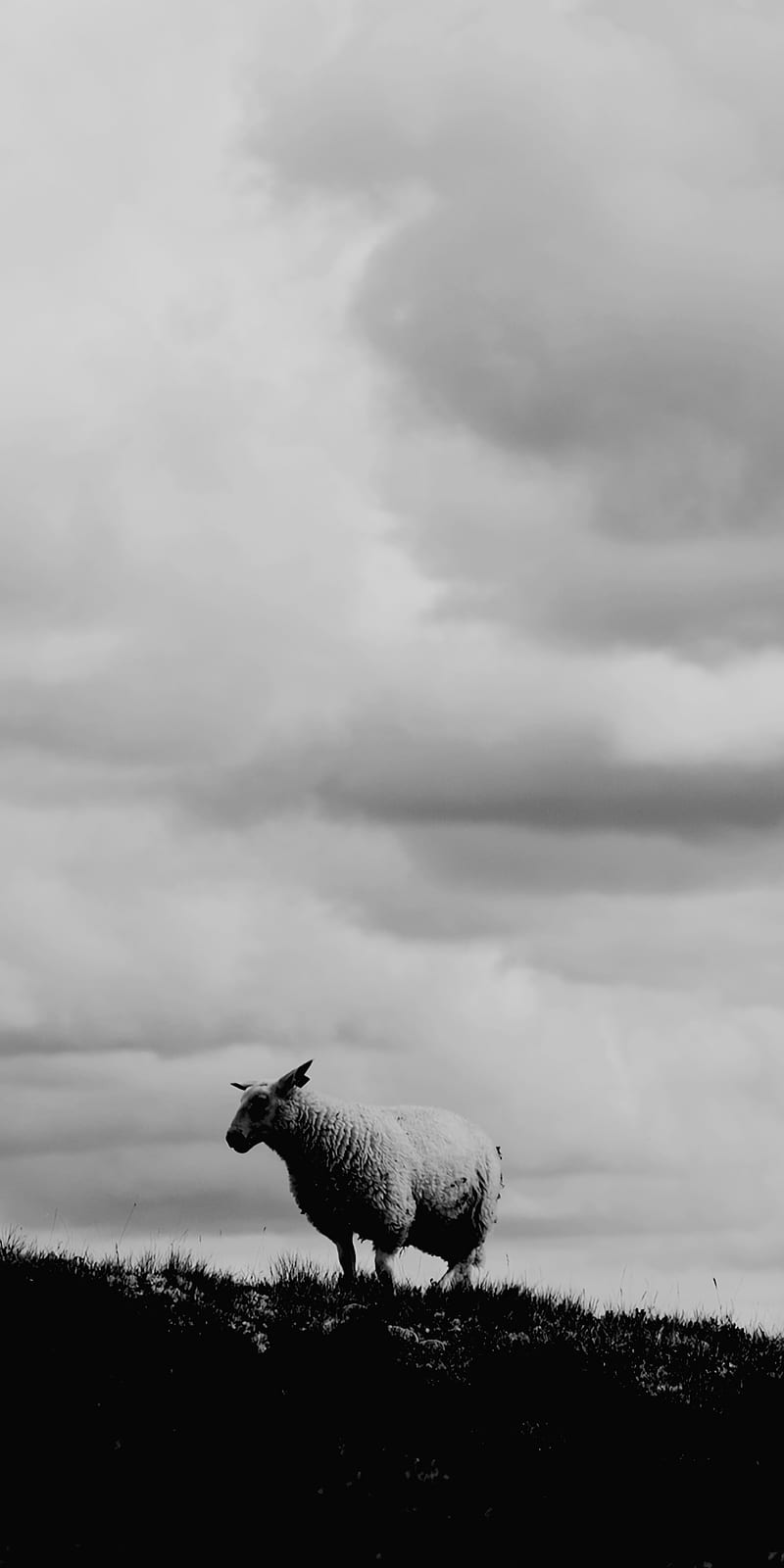 Page 2  Black Sheep Images  Free Download on Freepik