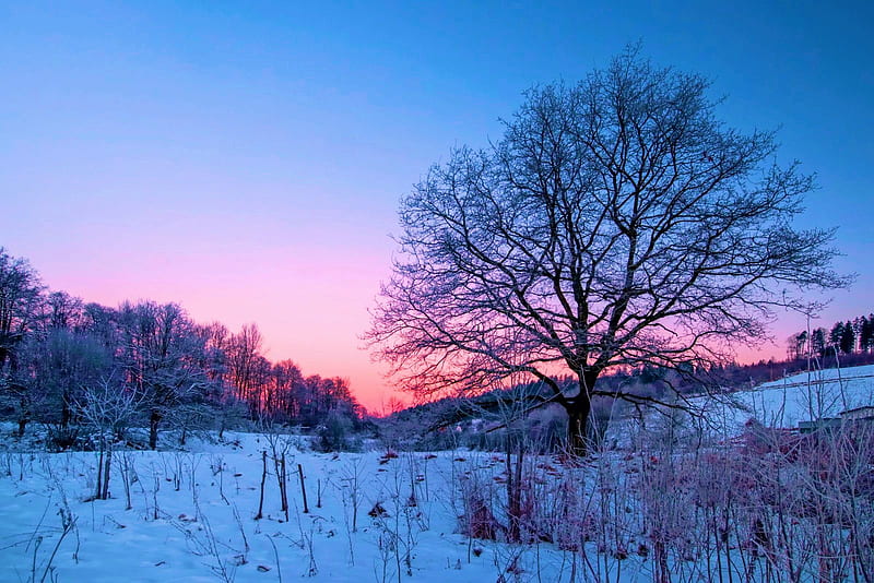 Winter evening, red, tree, sky, snow, landscape, HD wallpaper