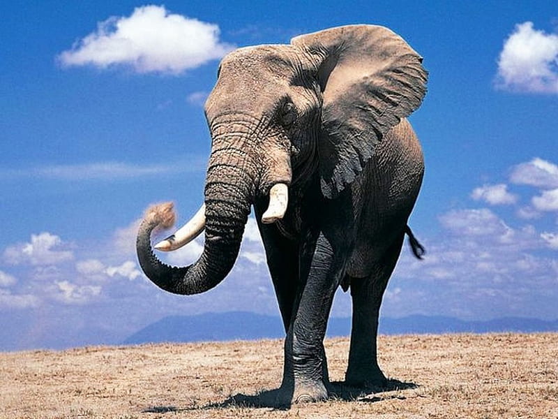 African elephant, tusks, alone, big, high, HD wallpaper