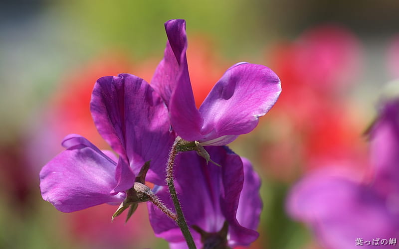 Purple Iris Flower-Blood Iris, HD wallpaper