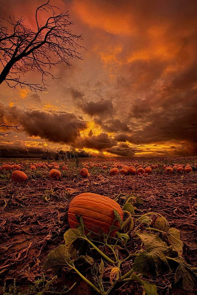 Pumpkin patch, autumn, fall, fields, harvest, spice, HD phone wallpaper