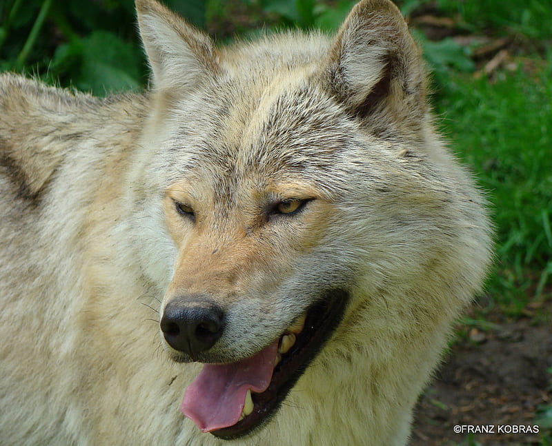 silver wolve, pretty, wolf, wolve, raubtier, HD wallpaper
