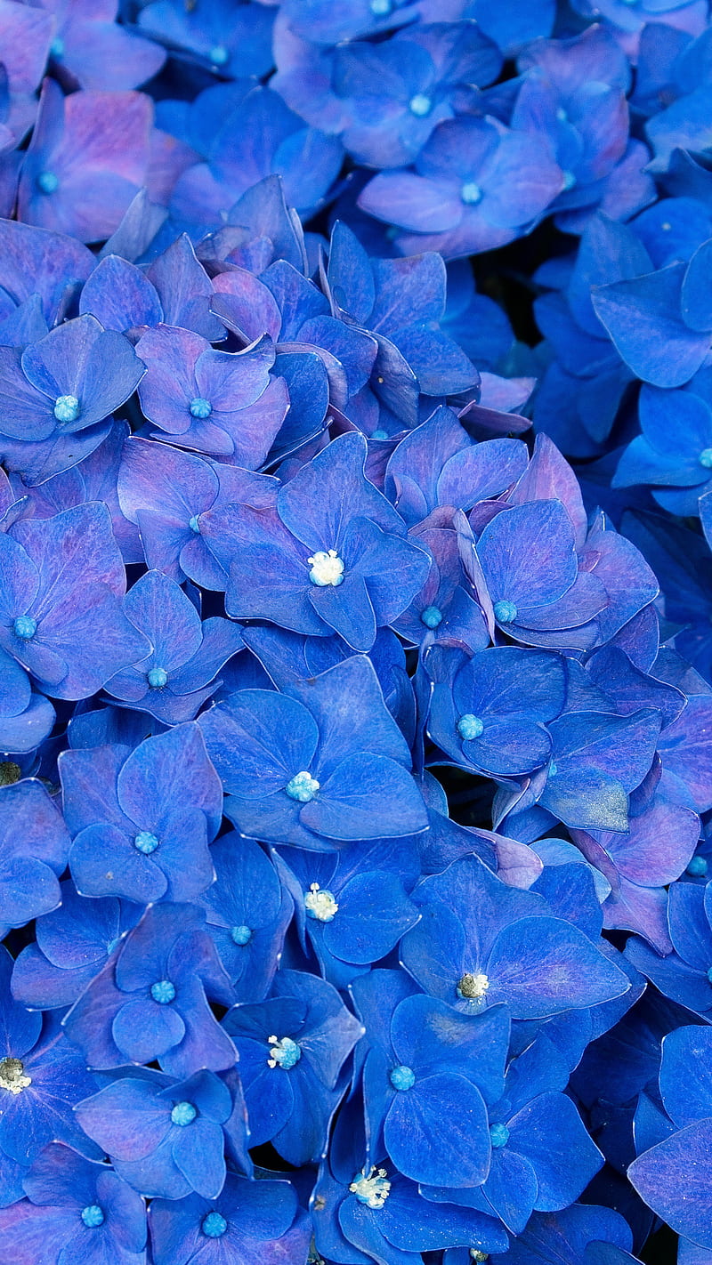 Wallpaper flowers, bright, blue, flowering, hydrangea for mobile and  desktop, section цветы, resolution 2048x1365 - download