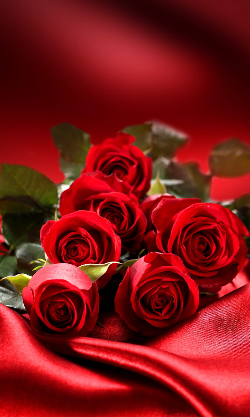 Roses, beautiful flowers, love, red, romantic, silk background, HD phone wallpaper