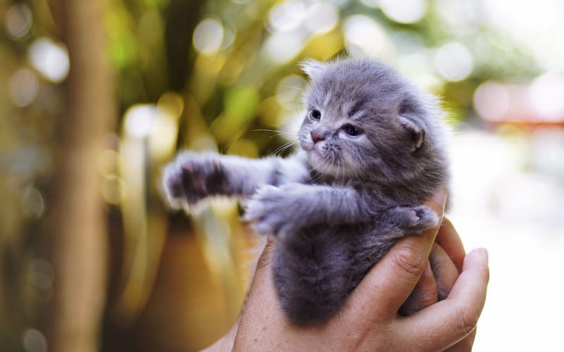 Give me a hug, animal, kitren, cute, paw, hand, cat, pisici, HD wallpaper