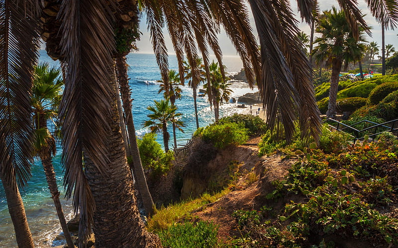 Laguna Beach, ocean, palms, coast, California, USA, America, HD wallpaper
