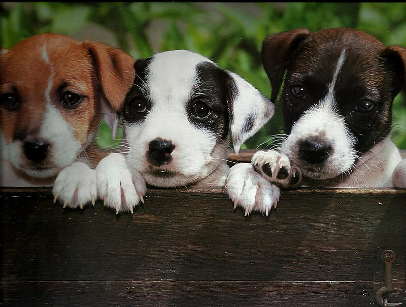 Three puppies in a wagon, cute, puppies, wagon, cannie, three, HD wallpaper
