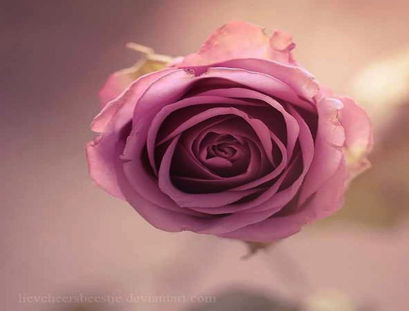 Rose photography blushing Photo Booth