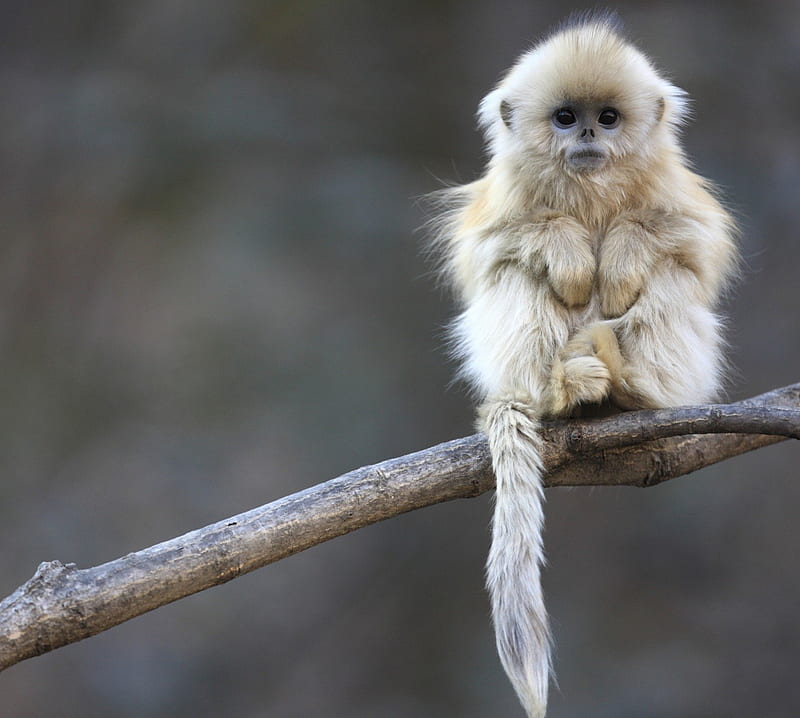 little monkey, cute, primate, fun, animal, HD wallpaper
