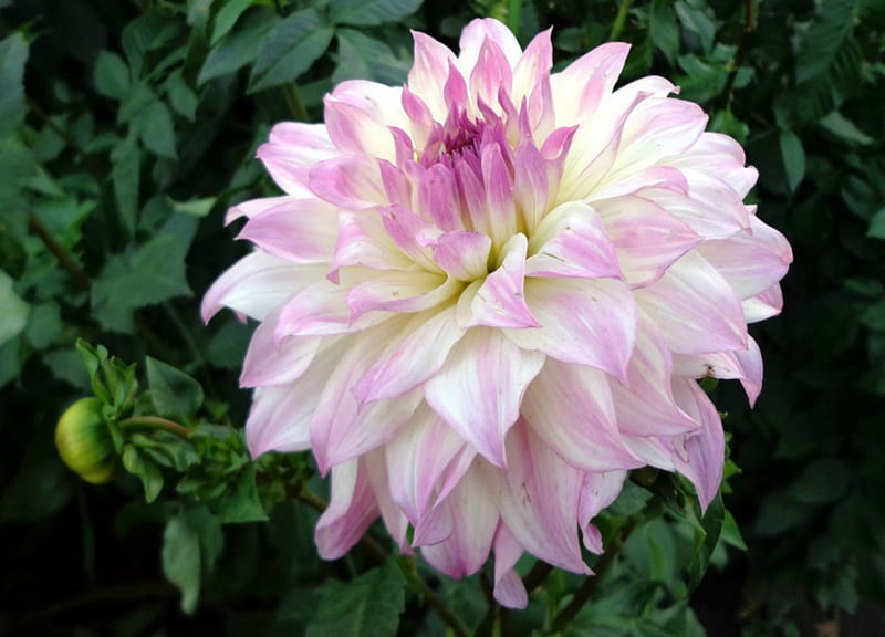 ~ Pale Dahlia, Dahlia, petal, pale, pink, HD wallpaper | Peakpx