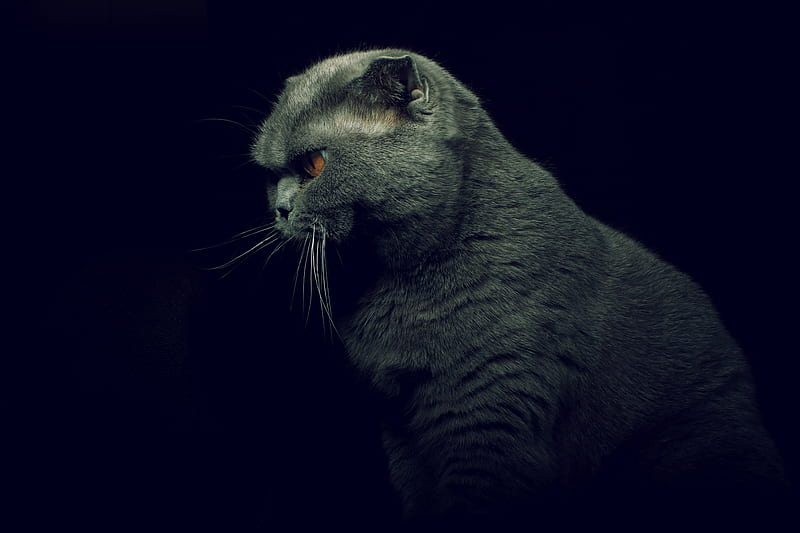 British Shorthair Cat, HD wallpaper