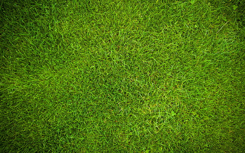 green grass texture plant textures, grass backgrounds, close-up, grass textures, green grass, green backgrounds, macro, grass from top, HD wallpaper
