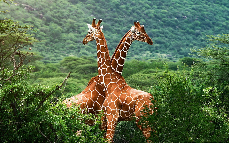 giraffes africa-Wildlife, HD wallpaper