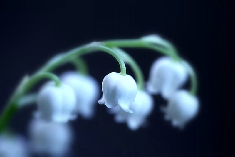 Sweet Lily of the Valley, flowers, lily, white, valley, sweet, HD ...