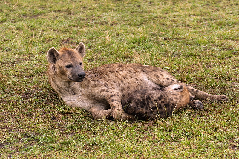 Cats, Hyena, Baby Animal, Kenya, Maasai Mara National Reserve, Wildlife, predator (Animal), HD wallpaper