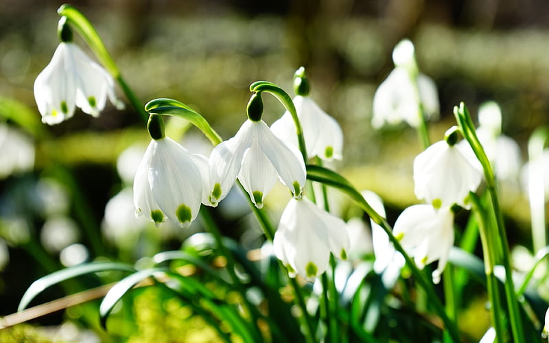 spring snowdrops, primroses, close-up, white flowers, HD wallpaper