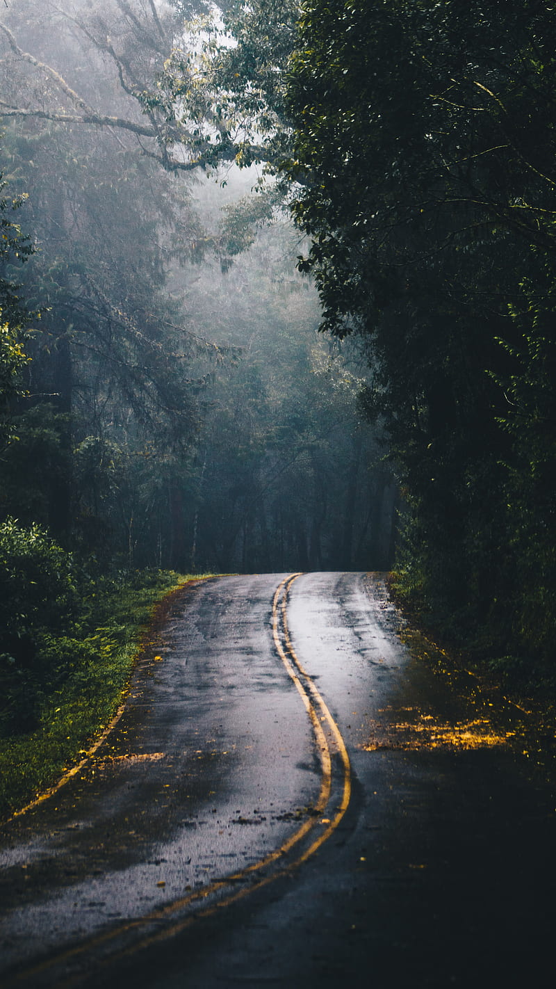 Road in the Jungle , nature, trees, loanly road, HD phone wallpaper