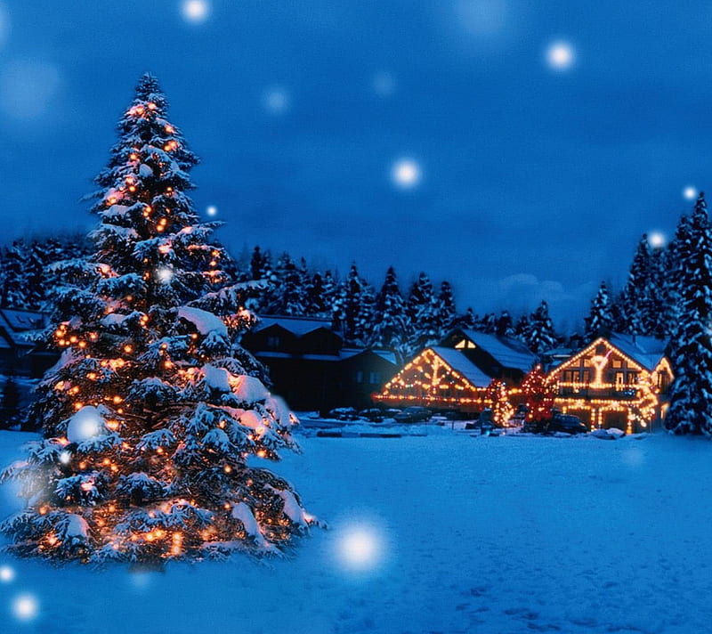Winter Time, holiday, lights, tree, HD wallpaper | Peakpx