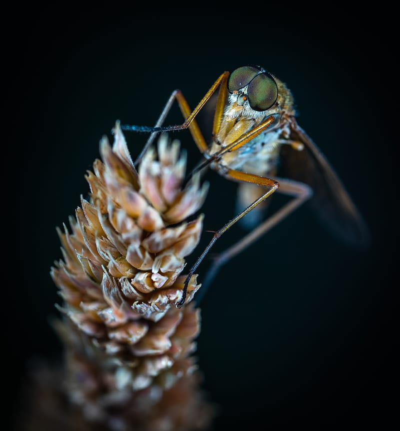 Insect on Gray Encrusted Flower, HD phone wallpaper