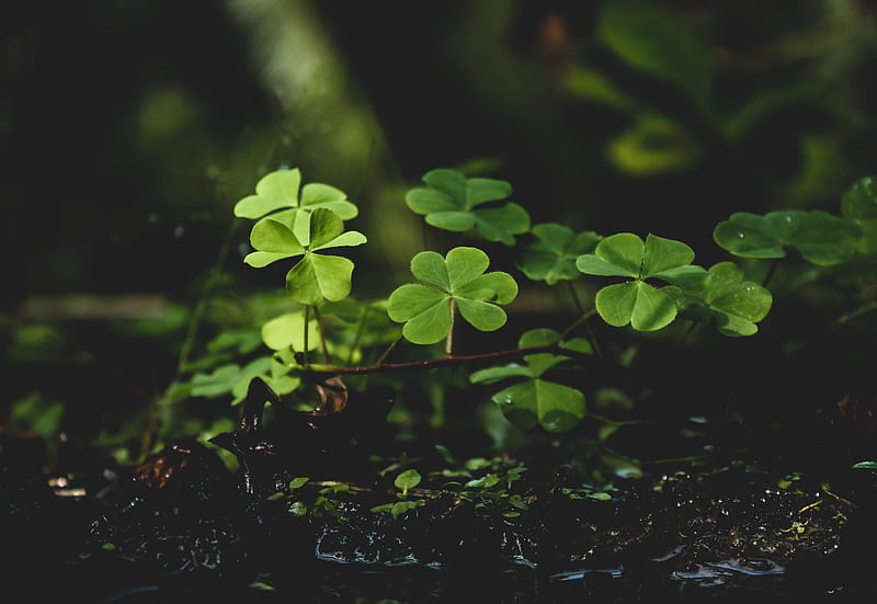 Lucky Clover Leaves, green, leaf, luck, nature, HD wallpaper | Peakpx