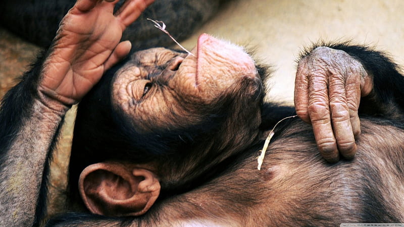 Chimpanzee, primates, monkeys, new, animals, HD wallpaper