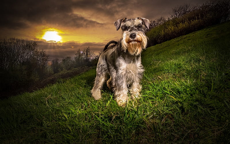 Schnauzer, sunset, dogs, cute animals, pets, mountains, Schnauzer Dog, HD wallpaper
