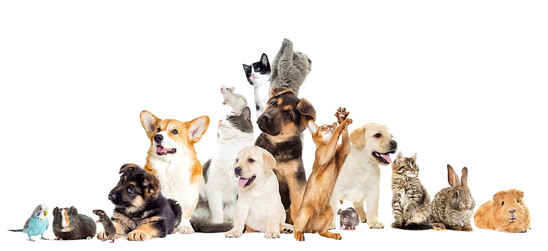 Mascotas, mascota, caine, gato, pisici, animal, perro, cachorro, Fondo de pantalla | Peakpx
