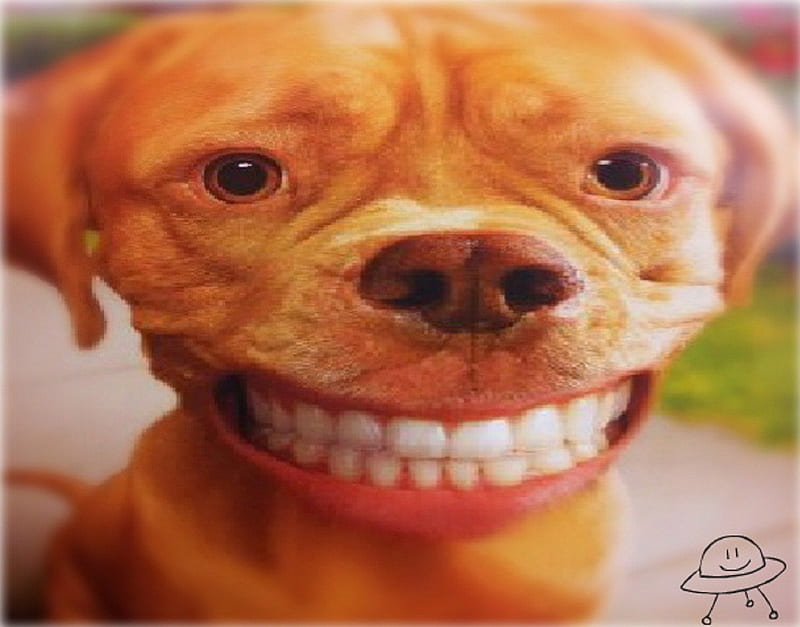cute smile dog
